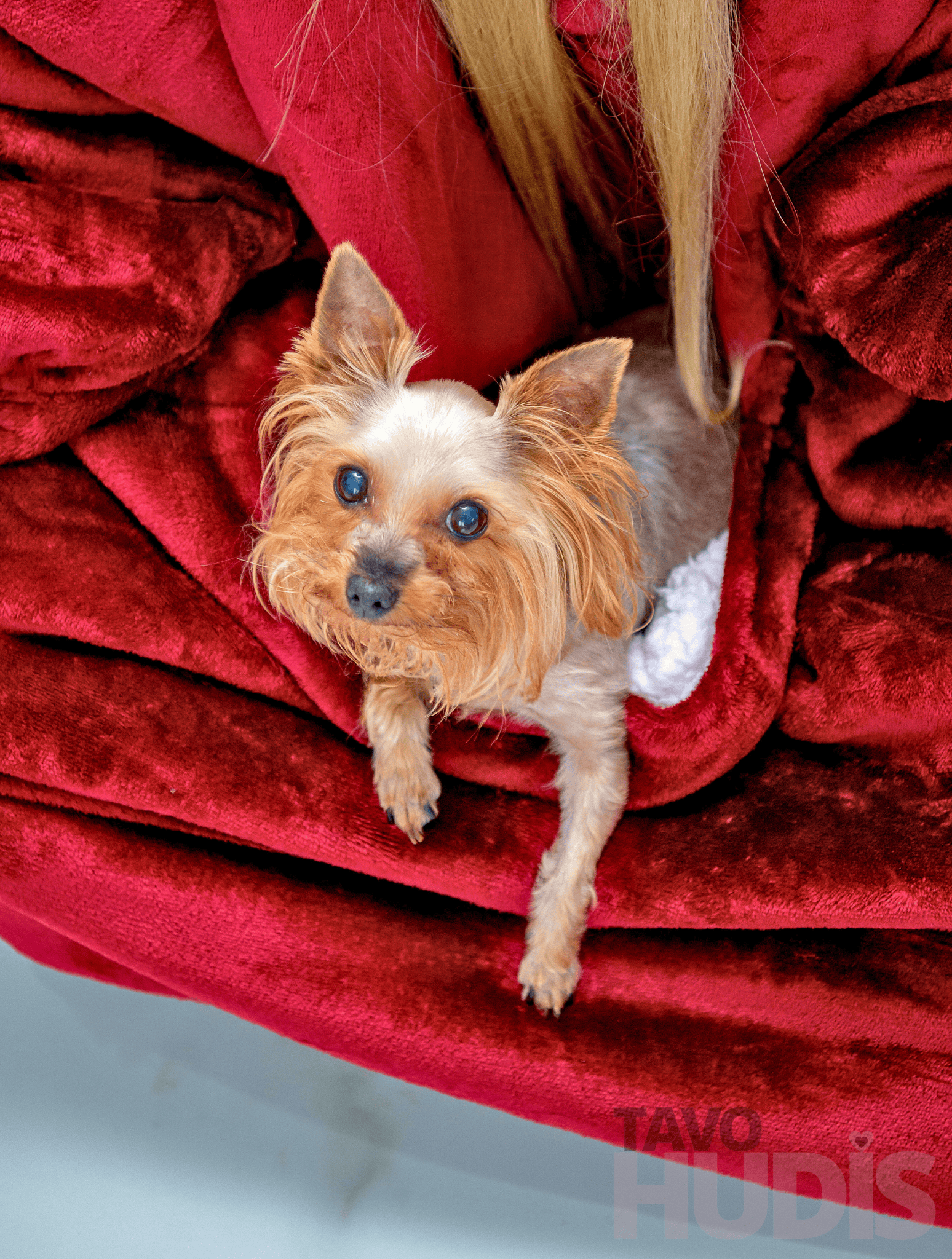 Raudonas kengūros hudis